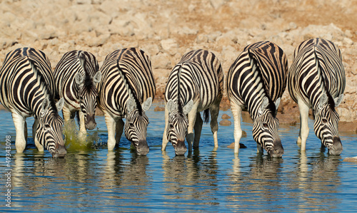 Plakat na papierze fotorealistycznym Równiny wody pitnej zebras, park narodowy etosha