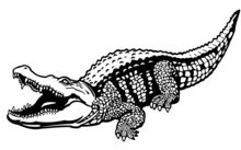 Nile Crocodile Black White