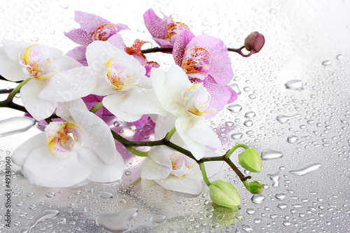 Nowoczesny obraz na płótnie pink and white beautiful orchids with drops