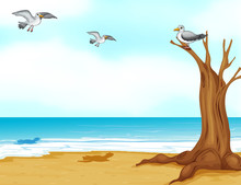 Birds At The Beach