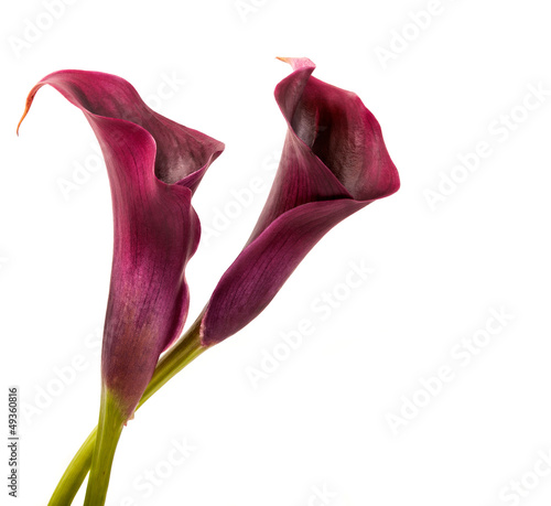 Naklejka - mata magnetyczna na lodówkę calla lilies