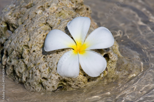 Naklejka na drzwi White Frangipani flower ( plumeria ) on the sea