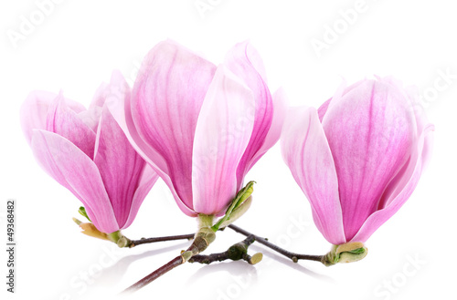 Drei Magnolienblüten auf weiß