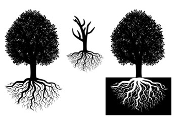 Poster - Isolated tree with roots