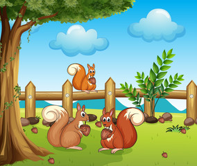 Poster - A squirrel eating nut