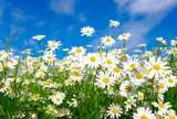white daisies