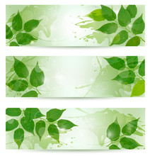 Three Nature Background With Green Spring Leaves. Vector Illustr