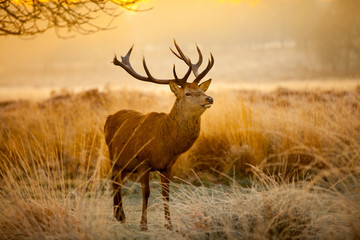 Fototapete - red deer