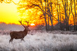 Red deer in morning sun