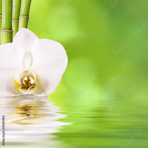 Foto-Doppelrollo - flor y bambú, spa (von carballo)