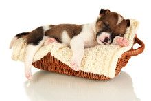 Beautiful Little Puppy Sleeping In Basket Isolated On White
