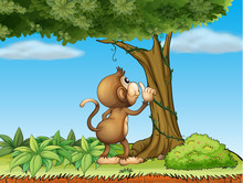 A Monkey Watching A Tree