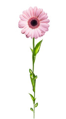 Gerber flower isolated on white