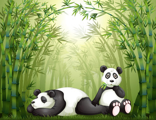 Canvas Print - Two pandas in the bamboo forest