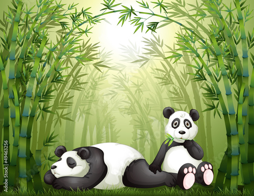Foto-Stoffbanner - Two pandas in the bamboo forest (von GraphicsRF)
