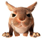 Fototapeta  - Little rabbit runs