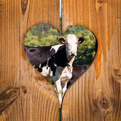 Wall Mural - Vaches, fond coeur bois