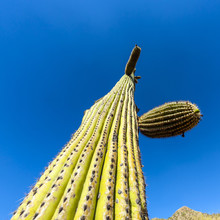 Beautiful Cacti In Landscape
