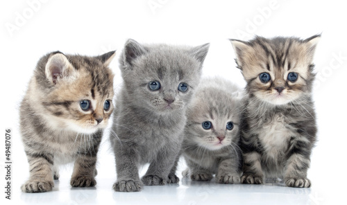 Plakat na zamówienie Portrait of young cats' group . Studio shot. Isolated.