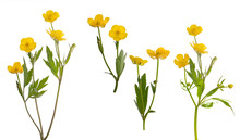 Isolated Collection Of Yellow Buttercup Flowers