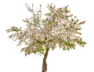 Wall Mural - isolated apple tree with white flowers