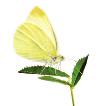 Yellow Butterfly On The Leaf