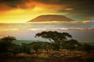 Wall Mural - Mount Kilimanjaro. Savanna in Amboseli, Kenya