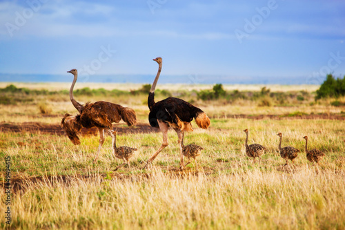 Plakat na papierze fotorealistycznym Rodzina strusia na sawannie, safari w Amboseli, Kenia