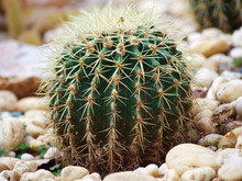 Close Up Of Globe Shaped Cactus With Long Thorns