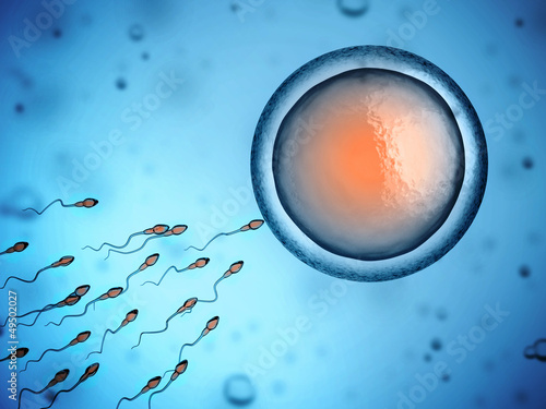 Obraz w ramie sperm and egg cell