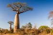 Leinwandbild Motiv Baobab tree, Madagascar