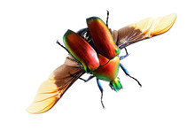 Flying Bug Beetle,isolated On White Background