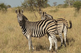 Fototapeta Konie - Zebras in Kruger National Park