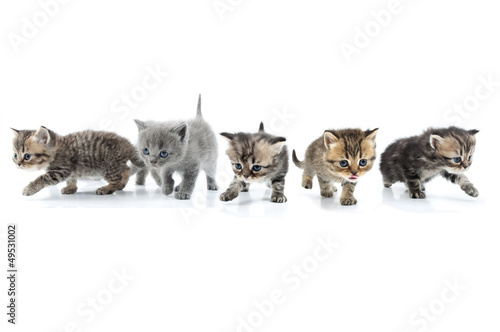 Naklejka ścienna Group of kittens walking towards together. Studio shot. Isolated