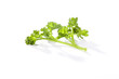 green parsley on a white background