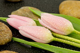 Mokre tulipany