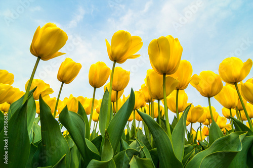 Tapeta ścienna Pole tulipanów
