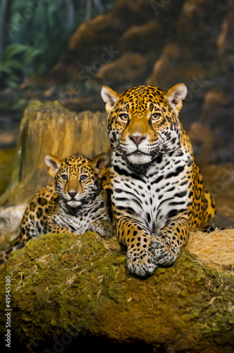 Board z aluminiowym obramowaniem Jaguar młode
