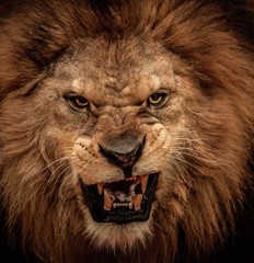 close-up shot of roaring lion