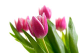 Fototapeta Tulipany - pink tulips isolated on white