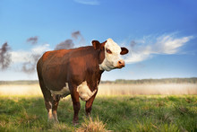 Brown Cow In Field