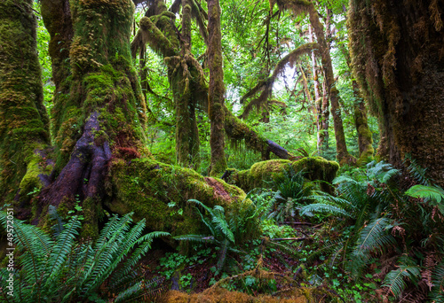 Nowoczesny obraz na płótnie Rain forest