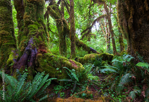 Naklejka na szafę Rain forest