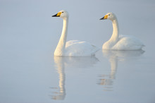 Two Whooper Swans Swimming In Water.