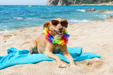 Relaxing Dog At The Beach