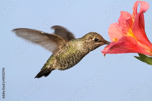 Fotoboard na płycie Annas hummingbird (calypte anna)