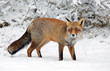 © Menno Schaefer - Red fox in a snowy landscape