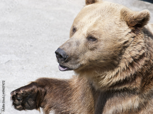 Board z aluminiowym obramowaniem Niedźwiedź brunatny (ursus arctos arctos)