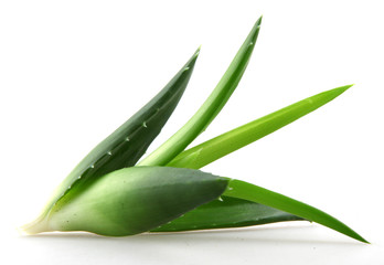 Wall Mural - Aloe vera plant isolated on white