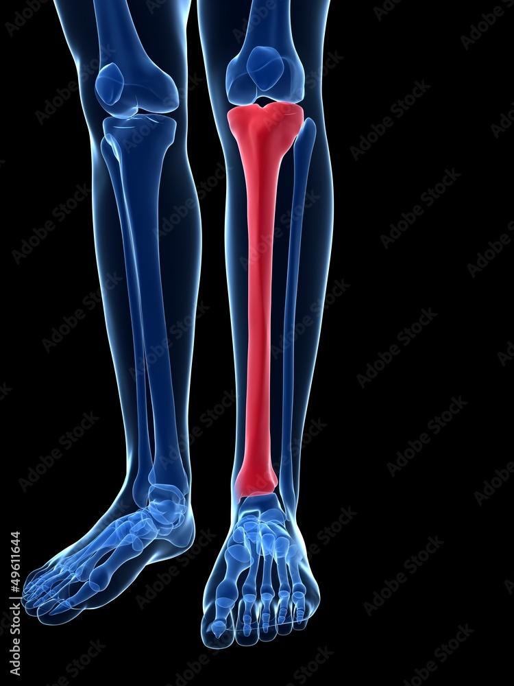 Tibia Up Close 3d rendered illustration - tibia Stock Illustration | Adobe Stock